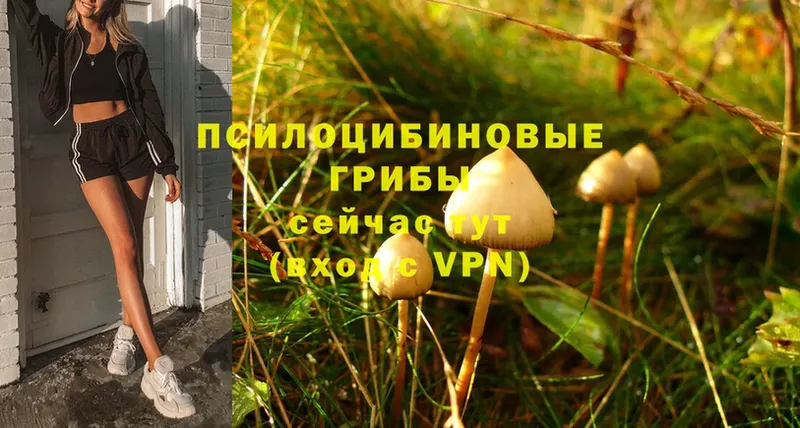 Псилоцибиновые грибы Psilocybe  сайты даркнета какой сайт  Княгинино 